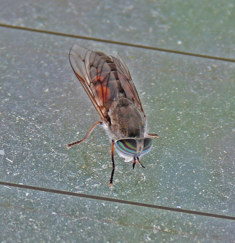Tabanus monoensis