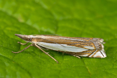 Crambus pascuella