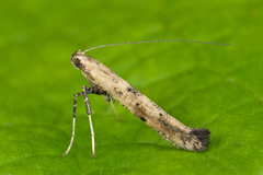 Caloptilia populetorum