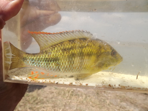 Orange-fringed largemouth (Chetia brevis) — Cichlidae — 3