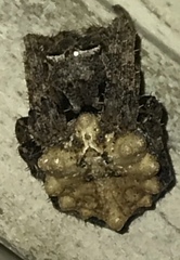 Acanthepeira