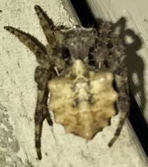Acanthepeira