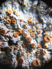 Brigantiaea leucoxantha