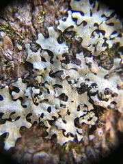 Bulbothrix scortella