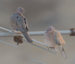 Streptopelia senegalensis