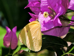 Aphrissa statira statira