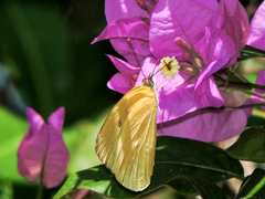 Aphrissa statira statira