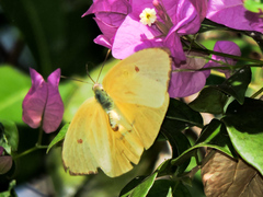 Aphrissa statira statira