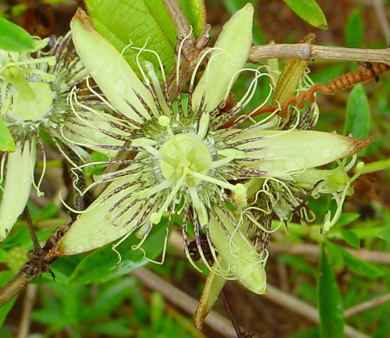 Passiflora rufa