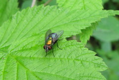 Lucilia illustris