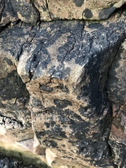 Hydropunctaria maura