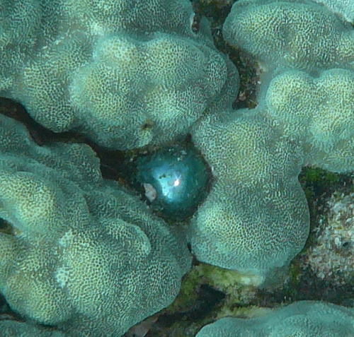 Valonia ventricosa observed 2011-11-24
