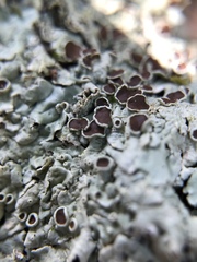 Pseudoparmelia cubensis