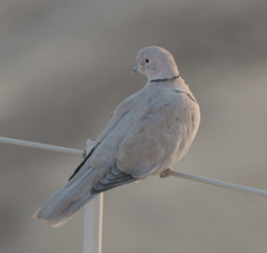 Streptopelia decaocto