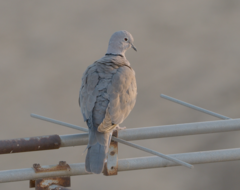 Streptopelia decaocto