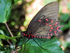 Parides photinus