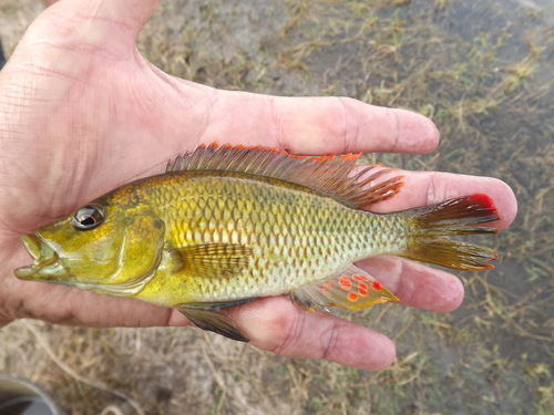 Orange-fringed largemouth (Chetia brevis) — Cichlidae