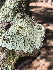 Pseudoparmelia cubensis