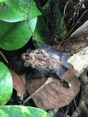 Malayan Bamboo Bat photo 1