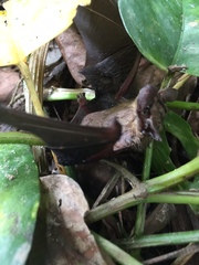 Malayan Bamboo Bat photo 2
