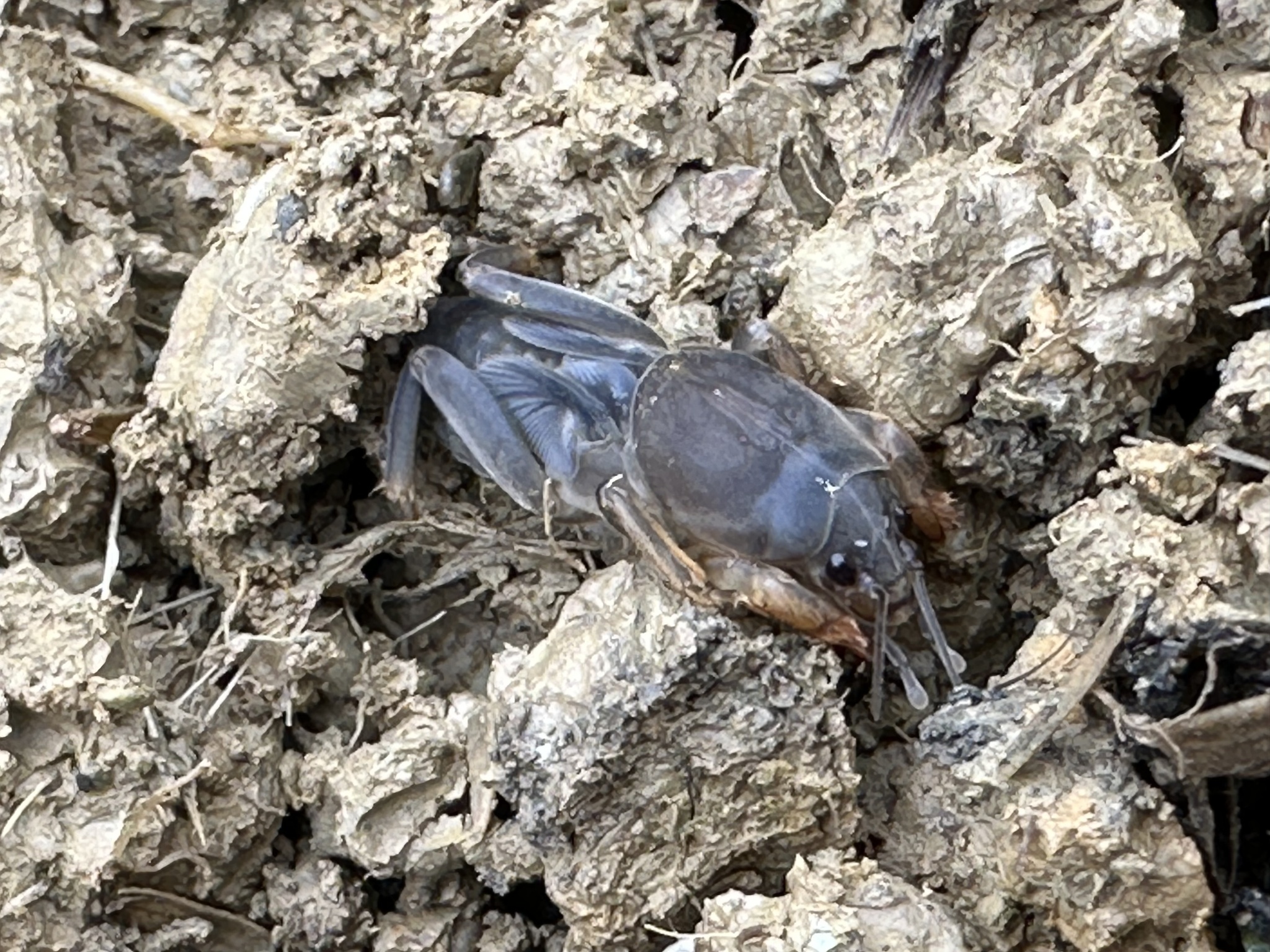 Gryllotalpa orientalis Burmeister, 1838