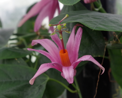 Passiflora tulae