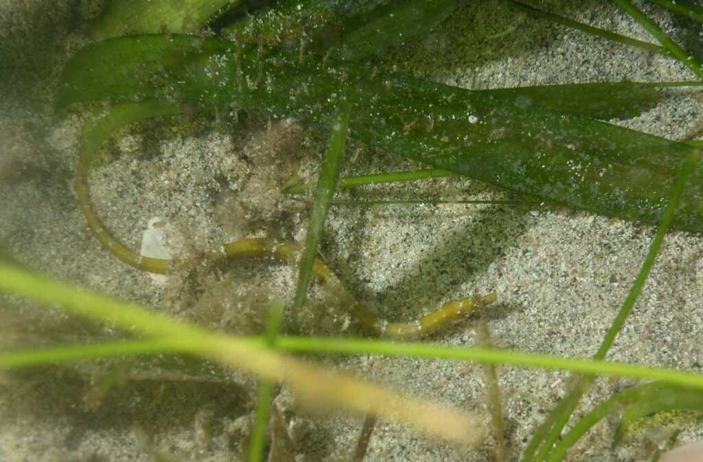 Insular pipefish (Anarchopterus tectus) — Syngnathidae