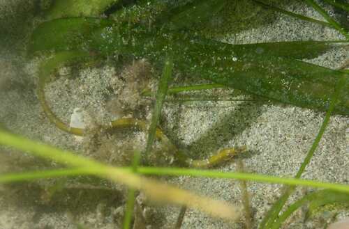 Insular pipefish (Anarchopterus tectus) — Syngnathidae