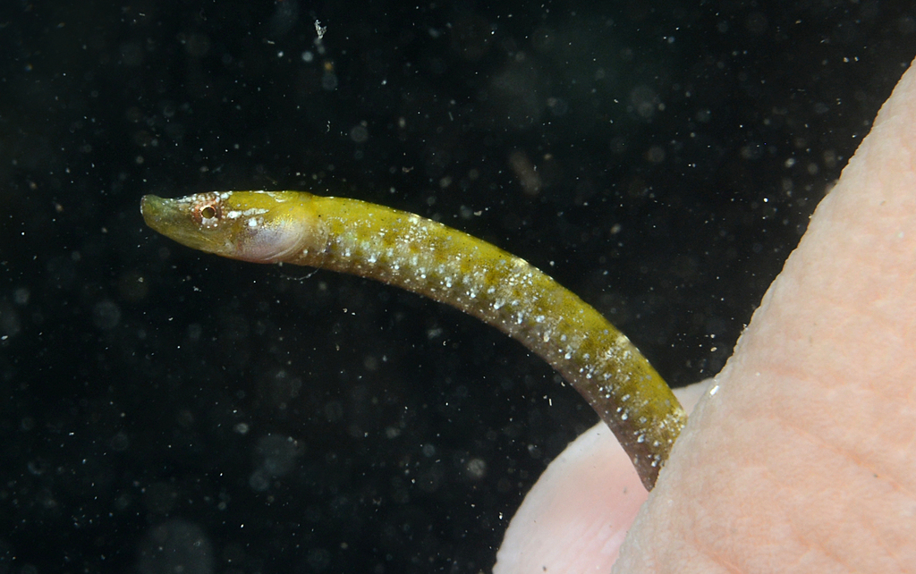 Insular Pipefish