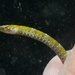 Insular Pipefish - Photo (c) Thomas Menut, some rights reserved (CC BY-NC), uploaded by Thomas Menut