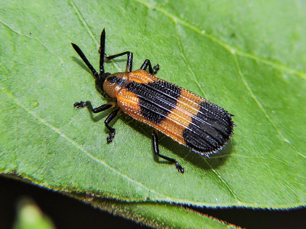 Oxychalepus