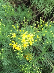 Senecio riddellii