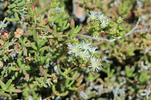 Karoo Sheepfig (Delosperma subincanum)