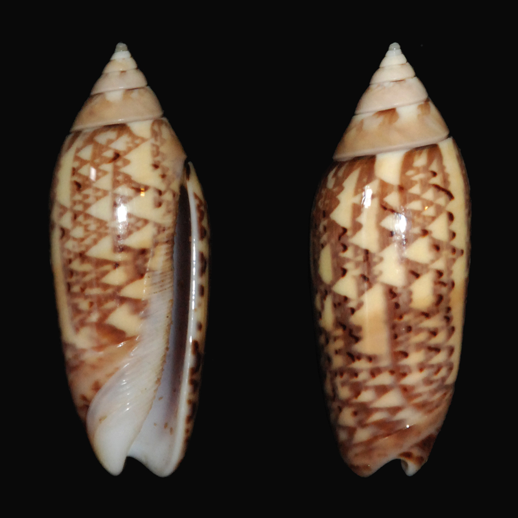 Oliva multiplicata