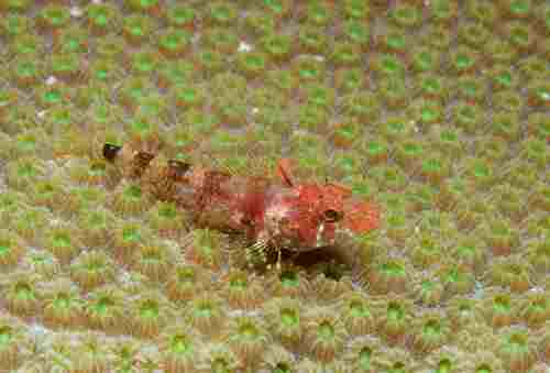 Blackedge triplefin (Enneanectes atrorus) — Tripterygiidae — 4