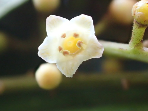 Maesa tabacifolia observed 2016-06-04