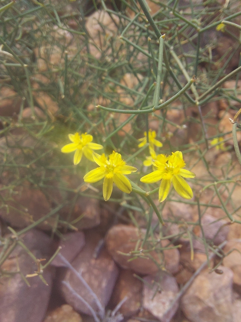 Tricoryne corynothecoides