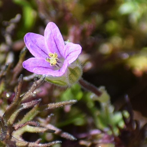 Shortfruit stork's bill (Erodium brachycarpum)