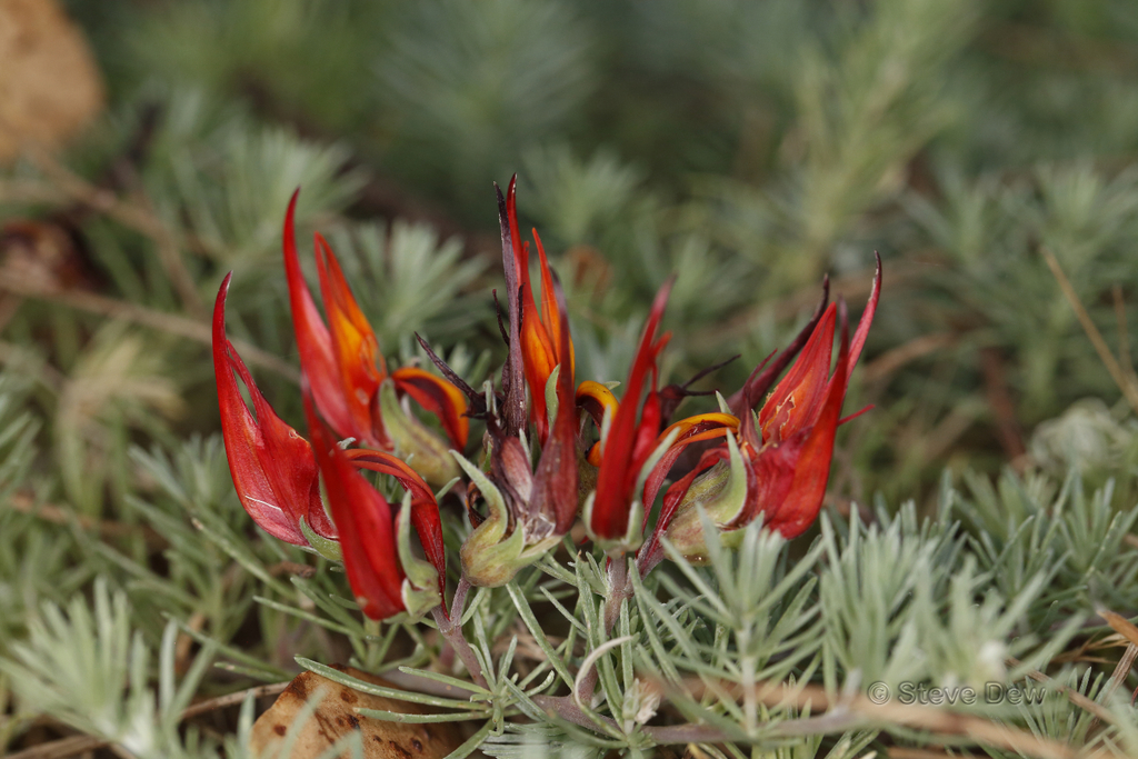 Lotus vine