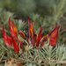 Parrot's Beak Lotus Vine - Photo (c) Steve Dew, some rights reserved (CC BY-NC), uploaded by Steve Dew