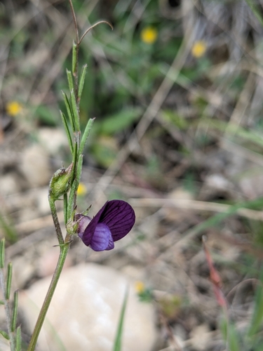 Image of Vicia peregrina by (c) Denis Bastianelli, some rights reserved (CC BY)