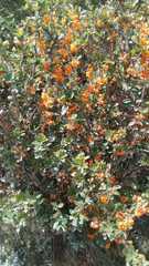 Berberis ilicifolia