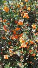 Berberis ilicifolia