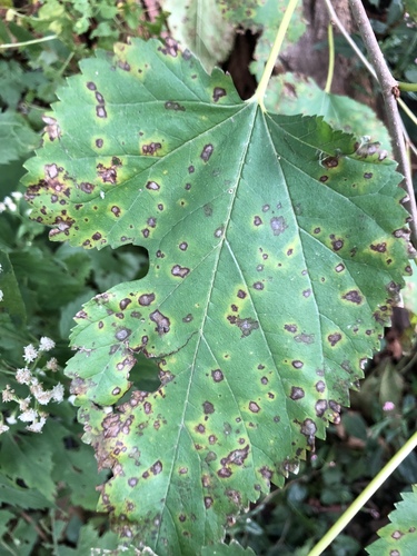 Mulberry Leaf Spot