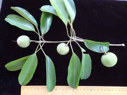 Manilkara samoensis