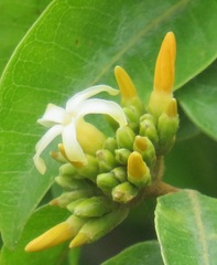 Landolphia kirkii