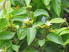Landolphia kirkii