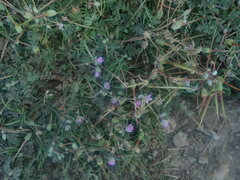 Erodium cicutarium image