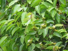 Landolphia kirkii