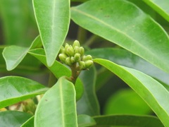 Landolphia kirkii